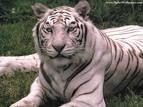 avpjborca53yatocatk5j1gcalz1lcqca0xdj2kcavqxgf9ca6ls6w2caclywopca5m2ym3.jpg